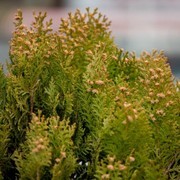 2013年の花粉は大量飛散？花粉症の方は要注意！