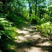 ダニ媒介ウイルス、この春野山にお出かけの時は注意！