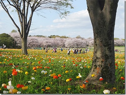昭和記念公園の桜とポピー18年ぶりの同時開花
