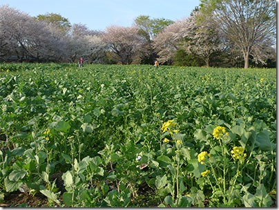 昭和記念公園菜の花