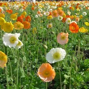 昭和記念公園の桜とポピー