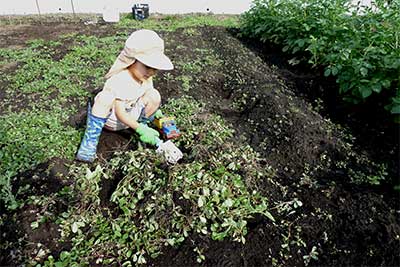 札幌の家庭菜園で子供と食育